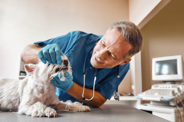 Best Emergency Root Canal Treatment in Troutman, NC